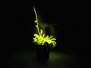 会发光的植物 Glowing Plant