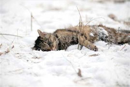 公园现连环虐猫事件 传数十只流浪猫被虐杀 图