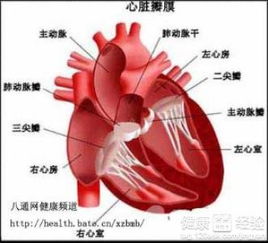 心脏瓣膜病严重不严重啊