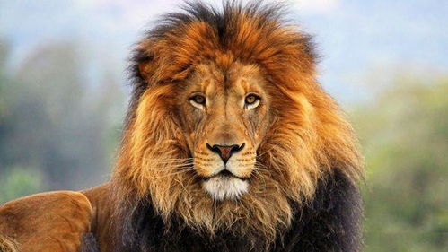 地球上10大速度最快的陆地动物,狮子第五,老虎未上榜,猎豹榜首