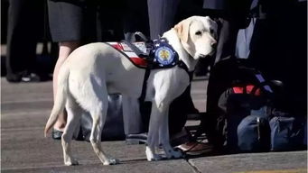 老布什葬礼上,一只狗狗趴在灵柩前不肯离去