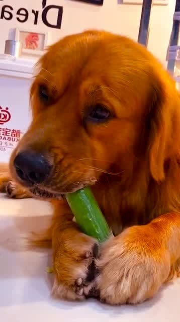 为什么狗子吃黄瓜,每次都要吐尖,也不知道这是跟谁学的 