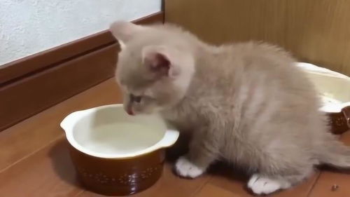 超可爱的小奶猫,喝完水就摔倒了,太可爱了吧 