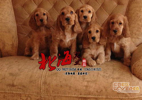 北京哪里卖纯种可卡幼犬 