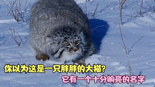 来自大蒙古草原的大猫,它的真实名字叫兔狲,有没有萌到你 