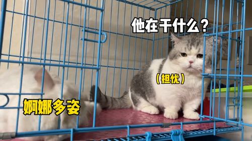 当母猫遇到不行的公猫 