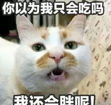 养猫是件复杂的事情吗 铲屎官们说说你们的想法吧