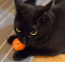 网红黑猫,咕噜咕噜大眼睛简直太萌了 