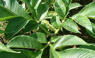 山野菜种植技术,野菜市场前景和经济效益 野菜网 