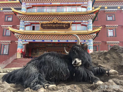 现代出家的僧人或尼姑的日常生活是什么样的 