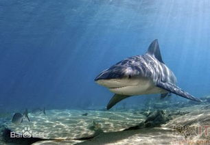 有生活在非洲热带雨林的鲨鱼吗 叫什么 