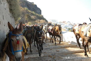 游轮摄影师在希腊圣托里尼拍摄骑驴,赶驴大叔不能得罪