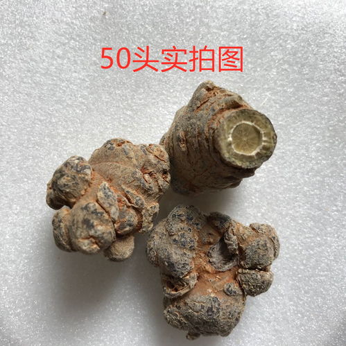 三七20头40头60头区别,三七几头是什么意思 三七打粉用多少头的好