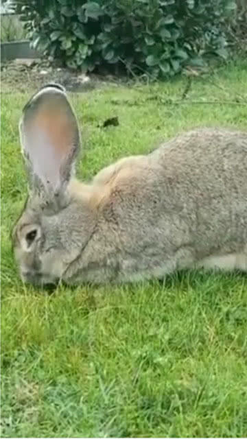 小兔子在草地上安静的吃着草,真是太可爱了,主人都不想打扰它 