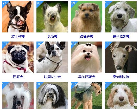 十大聪明犬排名前十名图片