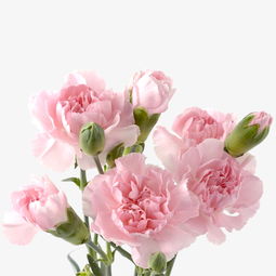 粉色康乃馨素材图片免费下载 高清图片png 千库网 图片编号7325074 
