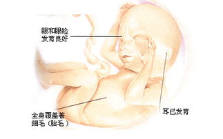 怀孕过程解析