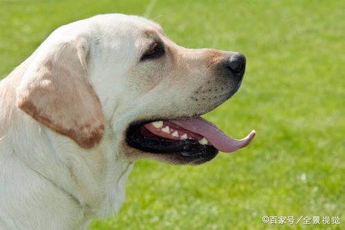 拉布拉多犬受到很多人的喜欢,它的5个优点,让人忍不住养它