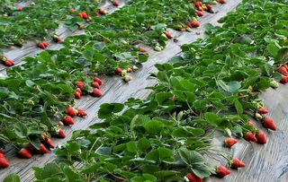 草莓怎样种植才又大又甜,草莓老桩栽培方法