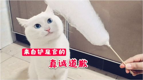 猫咪生气了,铲屎官赶紧给它做个棉花糖 