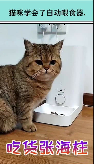 猫咪学会了自动喂食器 