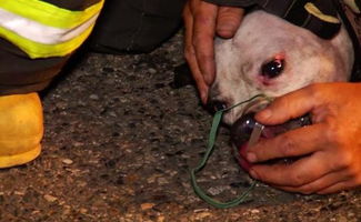 消防员将狗狗从火场中救出而它的眼神死死盯着家中