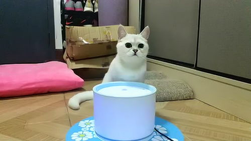 新买的饮水机 小猫咪如何面对呢 