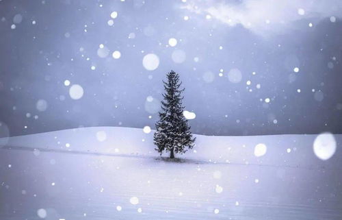 飘雪是冬天最美的时刻