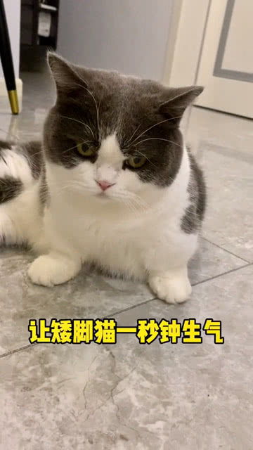 如何一秒钟让矮脚猫生气 