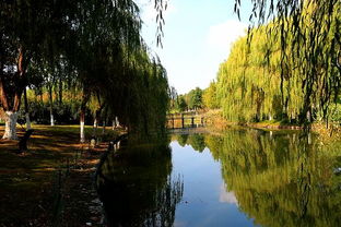 芦荡湖湿地公园