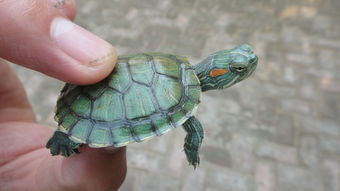 这个龟叫什么 