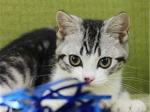 图 长沙哪里出售纯种美国虎斑短毛猫纯种美国虎斑短毛猫多少钱一只 广州宠物猫 