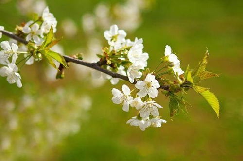 樱桃栽培技术与管理方法,樱桃树的管理技术？