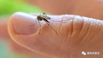 蚊子最爱这9种人 教你免去蚊虫叮咬的6个绝招 