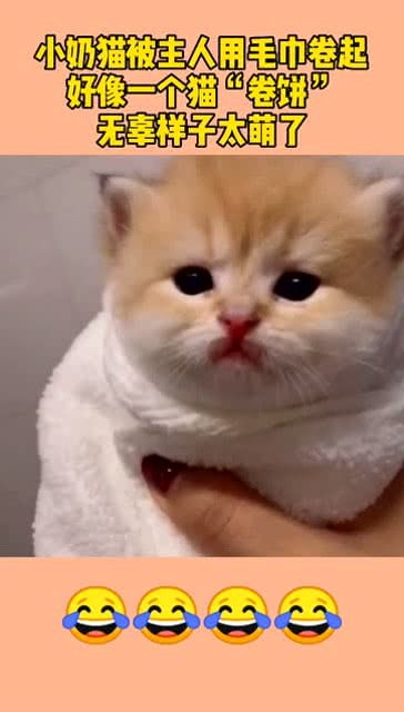 小奶猫被主人用毛巾卷起,好像一个猫 卷饼 ,无辜的样子太萌了 
