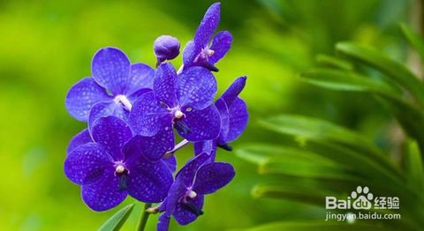 卧室适合养什么花或植物 卧室植物选择注意事项