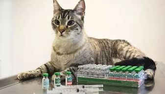 猫咪哪些情况,不宜接种疫苗 