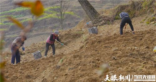 毕节大方 龙昌坪下奏响 春之声