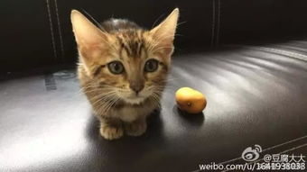 LOL电竞宠物俱乐部 想摸厂长的猫你得先洗手 