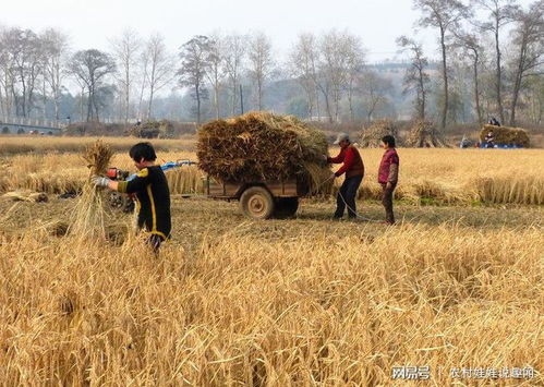 未来,农民后代不愿也不会种地,农民的土地最终会落到谁的手里