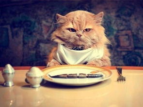 自动喂食器VS猫拳饥饿真的会让猫发疯 