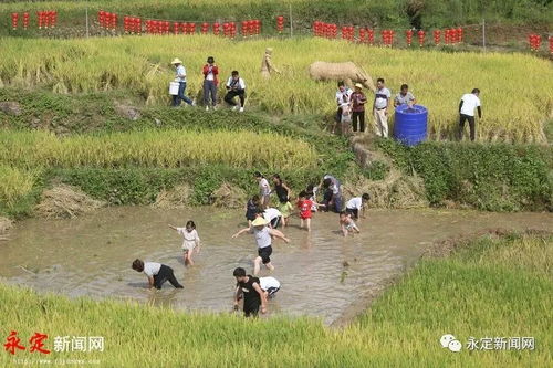 农业稳区 永定 晒丰收 庆丰收 享丰收