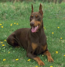 什么是杜宾犬 杜宾犬的标准 杜宾犬的体型外貌