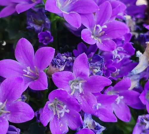 紫莹莹的丹麦风铃草,花朵像小钟,一开花就爆一大盆