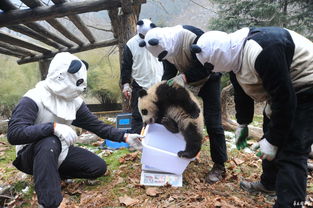 三只大熊猫宝宝在卧龙参加野化培训 或将放归山林 