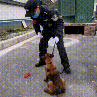 流浪马犬二闯特警队,赖上警察叔叔,一心想成为警犬