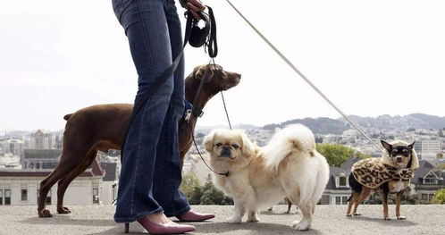 英国1岁女孩被恶犬咬伤后紧急送往医院,都是遛狗不拴绳惹的祸