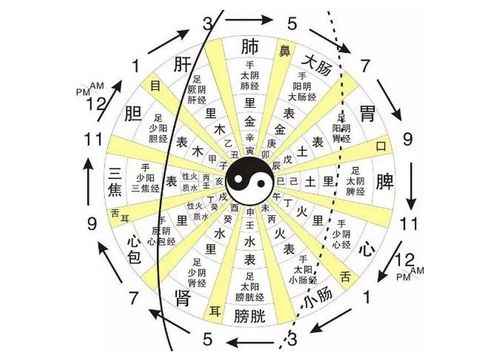 腿上的经络从下往上推和从上往下推有什么不同 针灸师 分内外侧