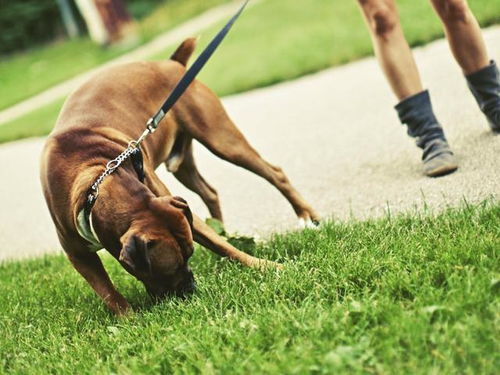 狗狗吃草可以洗胃,但小心误食有农药的草 那该阻止狗狗吃草吗