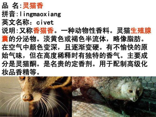 湖北火了 宜昌发现一级保护动物小灵猫,身体可制作昂贵灵猫香